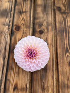Bloomquist Tory P dahlia flower, another view of the bloom