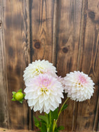KA™ Snow Jo dahlia bloom, alternate view