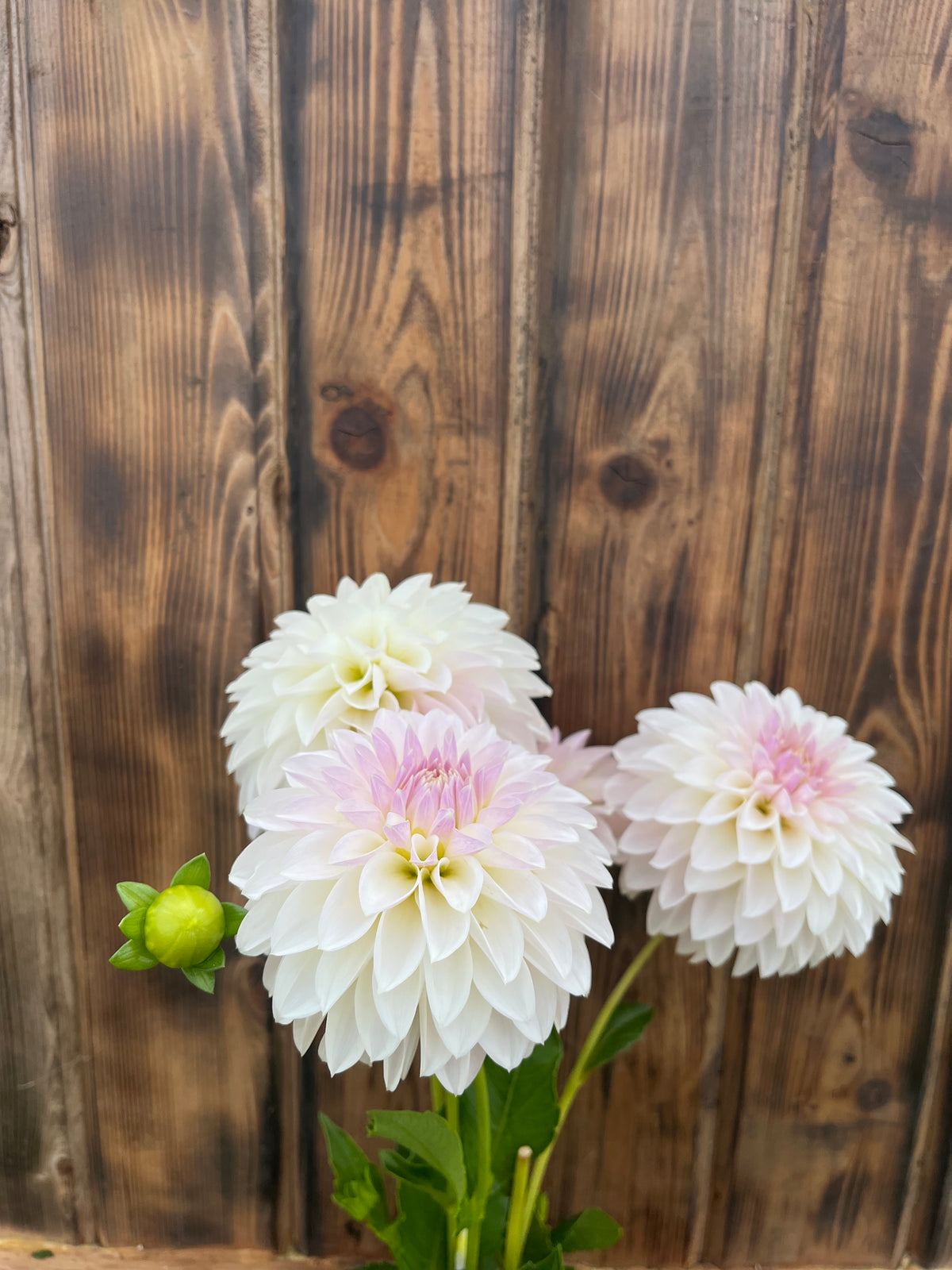KA™ Snow Jo dahlia bloom, alternate view