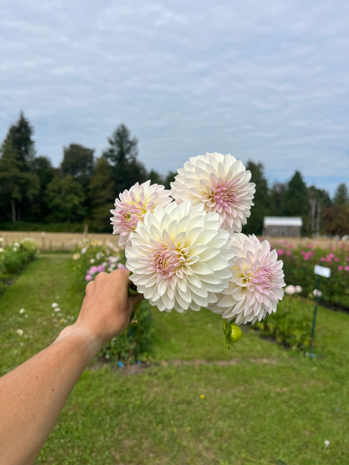 KA™ Snow Jo dahlia tuber