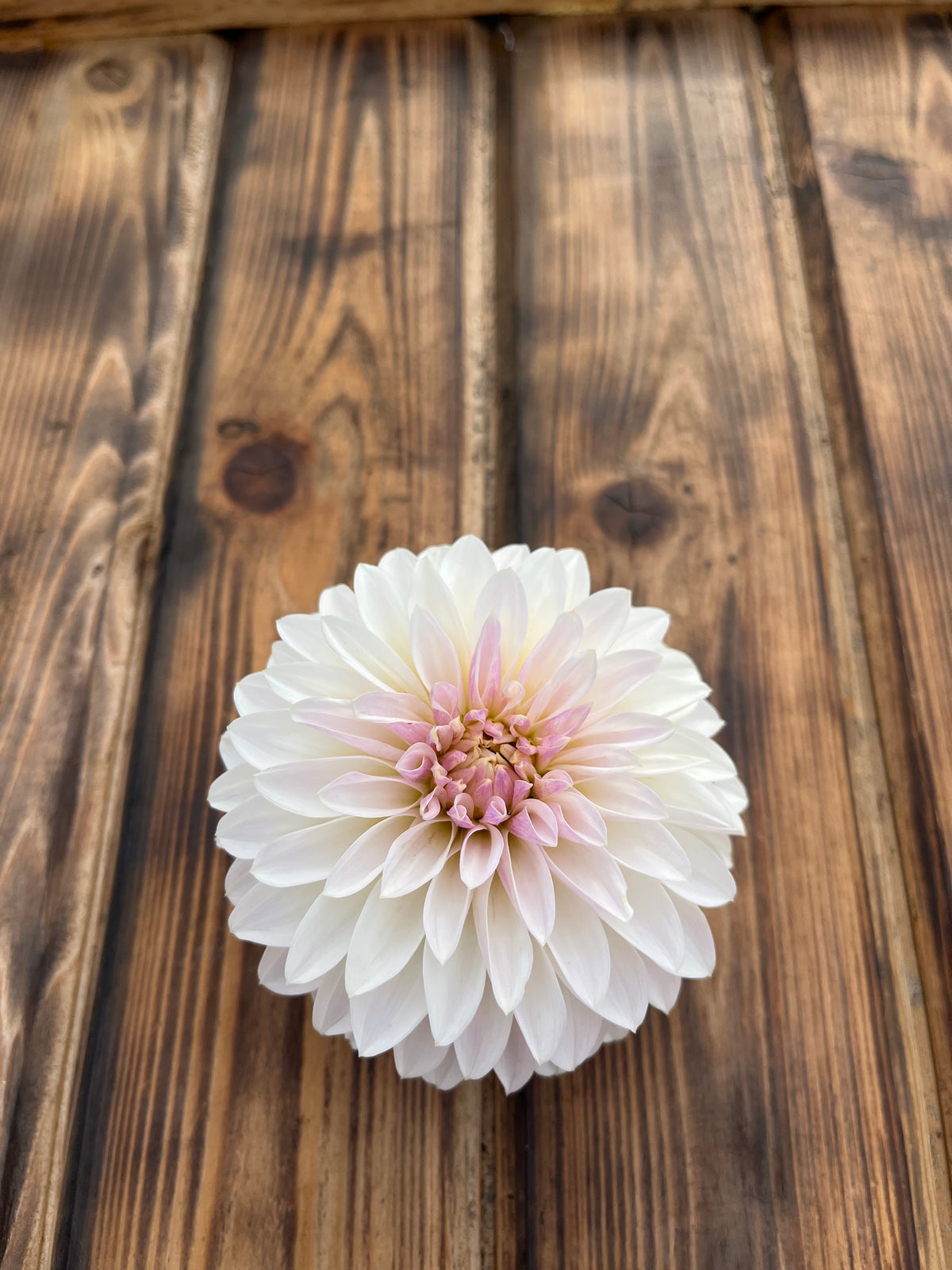 KA™ Snow Jo dahlia flower, another view of the bloom