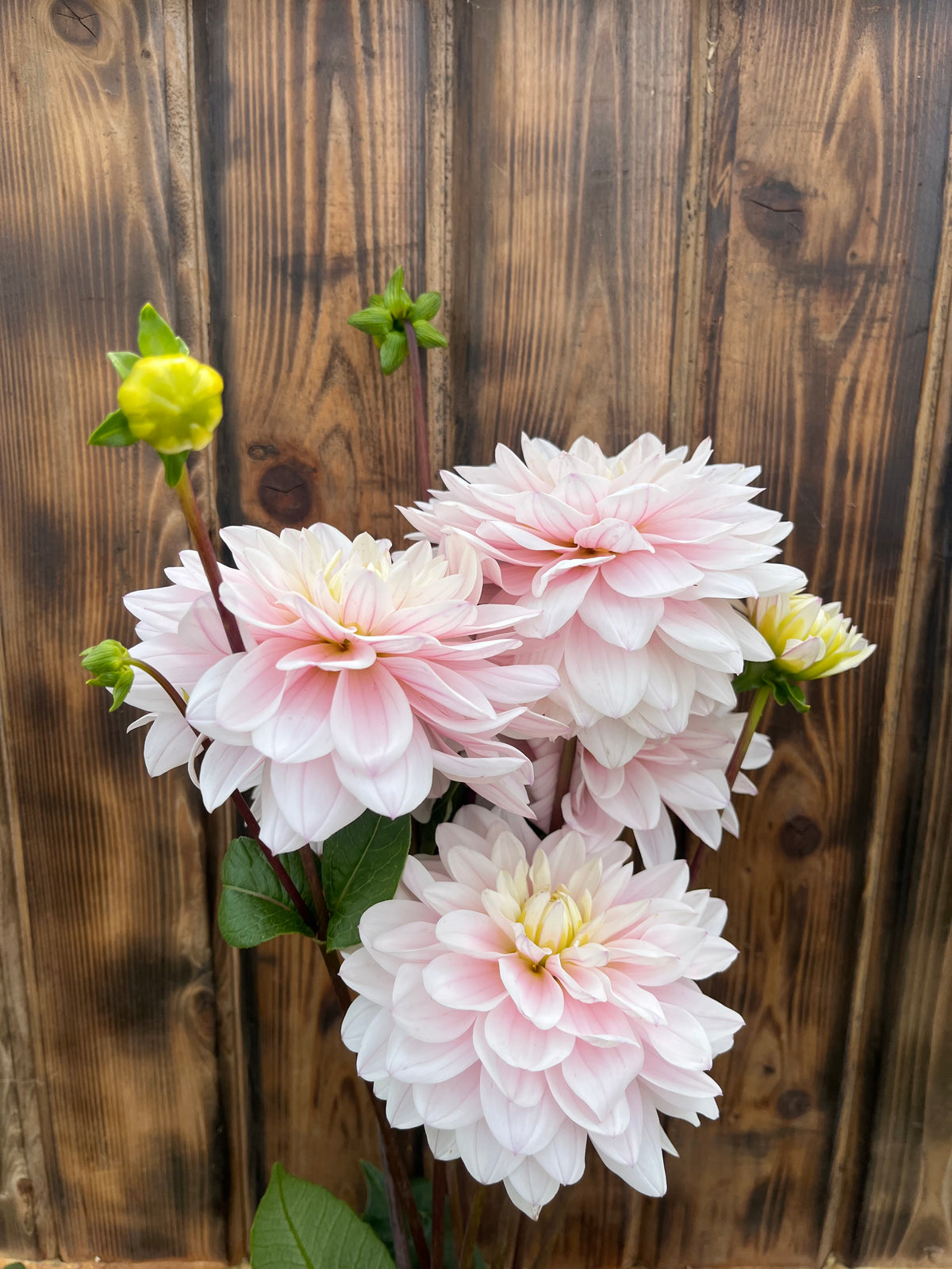 Silver Years dahlia bloom, alternate view