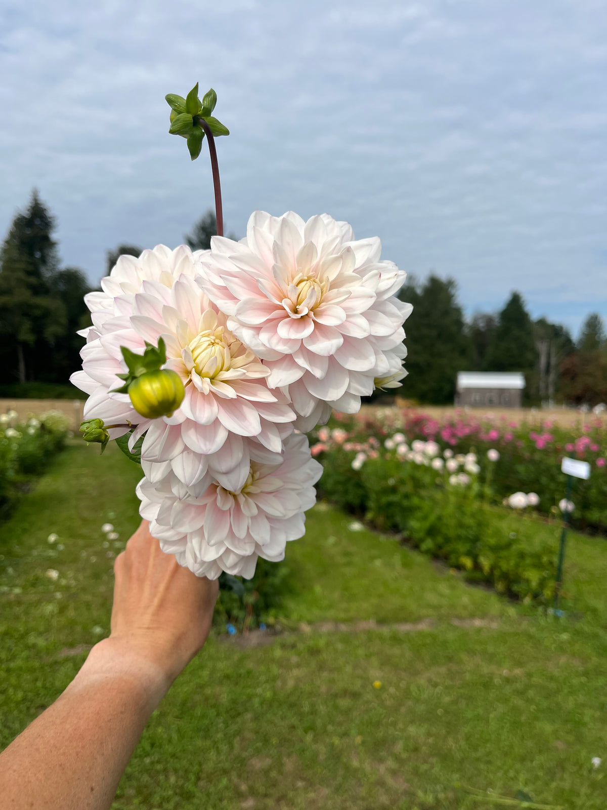 Silver Years dahlia tuber