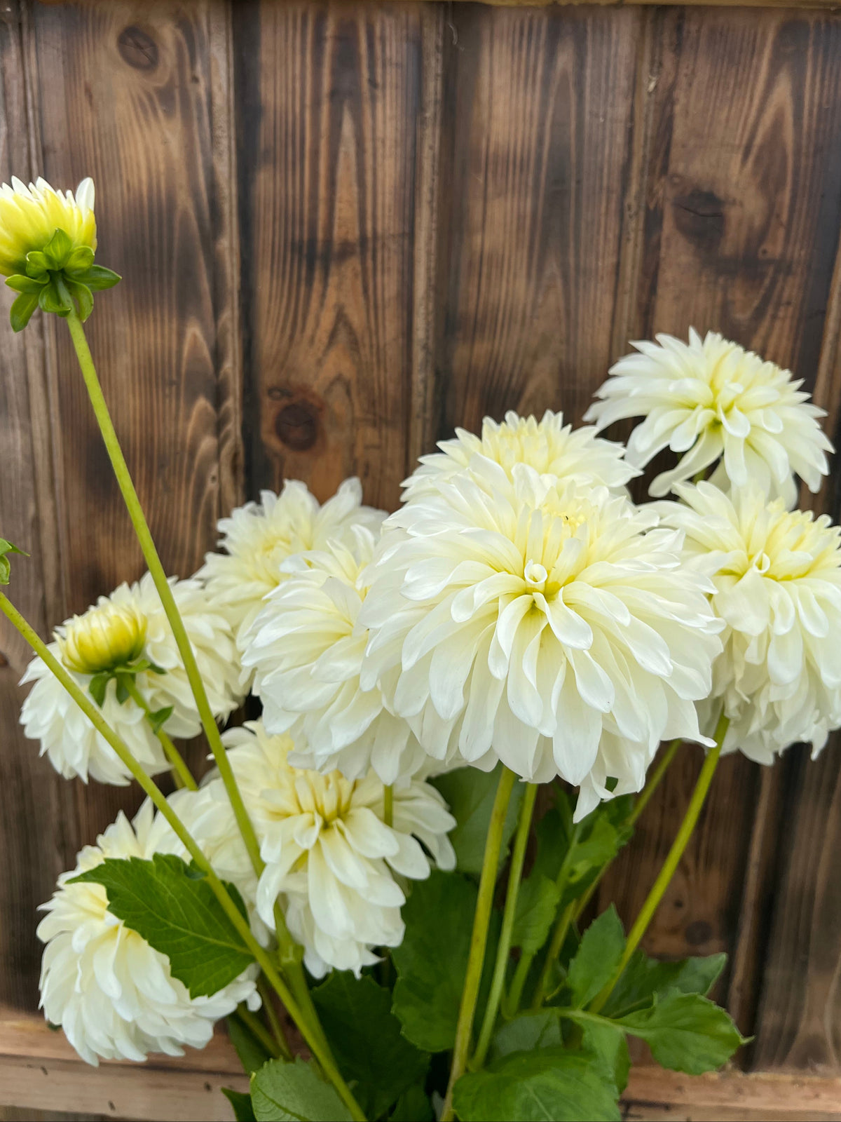 CSY Early Girl (cozeytown) dahlia bloom, alternate view