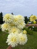 CSY Early Girl (cozeytown) dahlia tuber