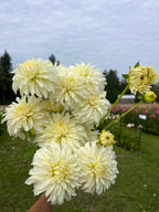 CSY Early Girl (cozeytown) dahlia tuber