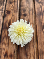 CSY Early Girl (cozeytown) dahlia flower, another view of the bloom
