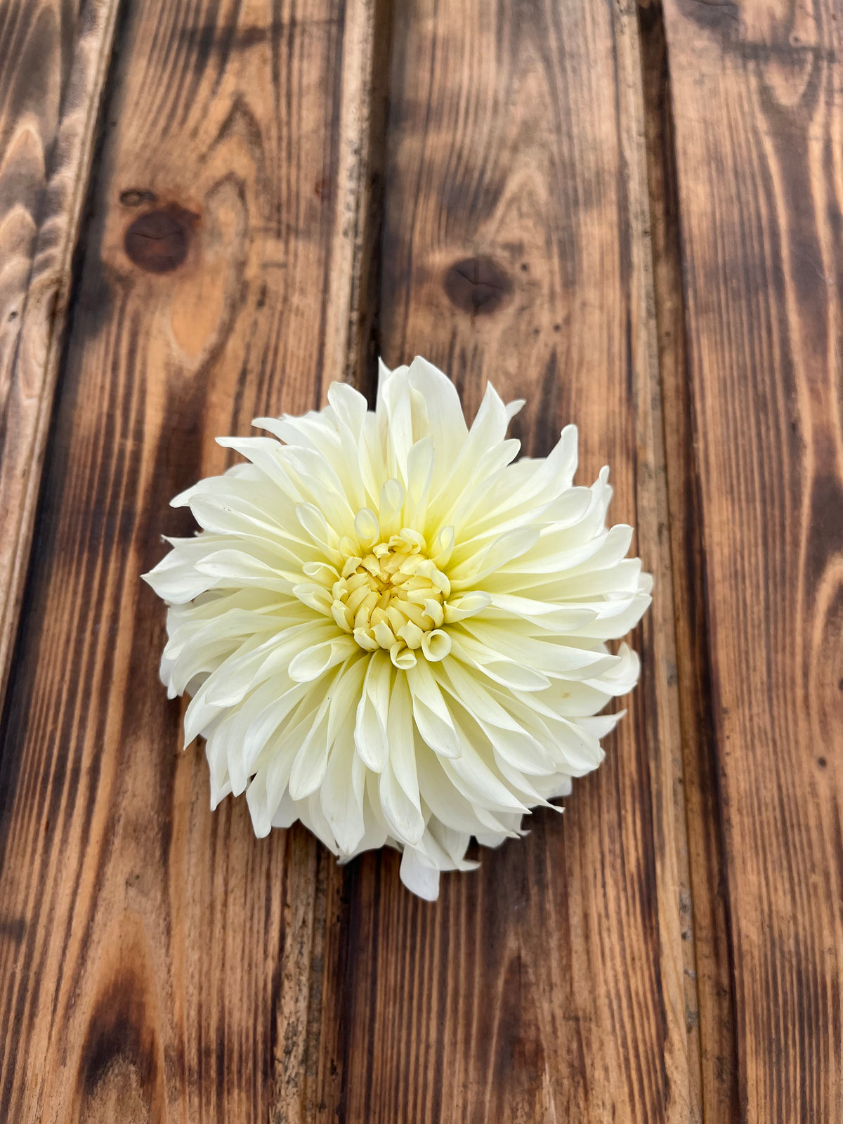 CSY Early Girl (cozeytown) dahlia flower, another view of the bloom