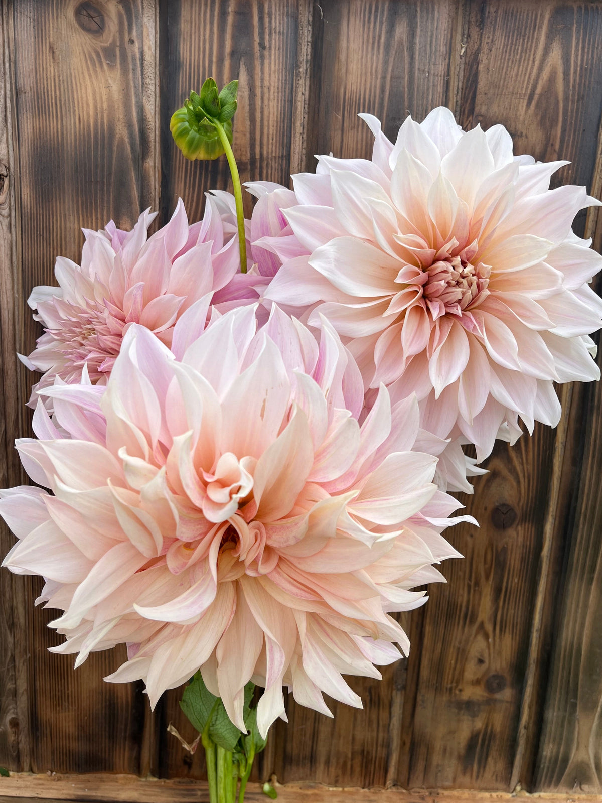 Cafe au lait dahlia bloom, alternate view