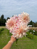 Cafe au lait dahlia tuber