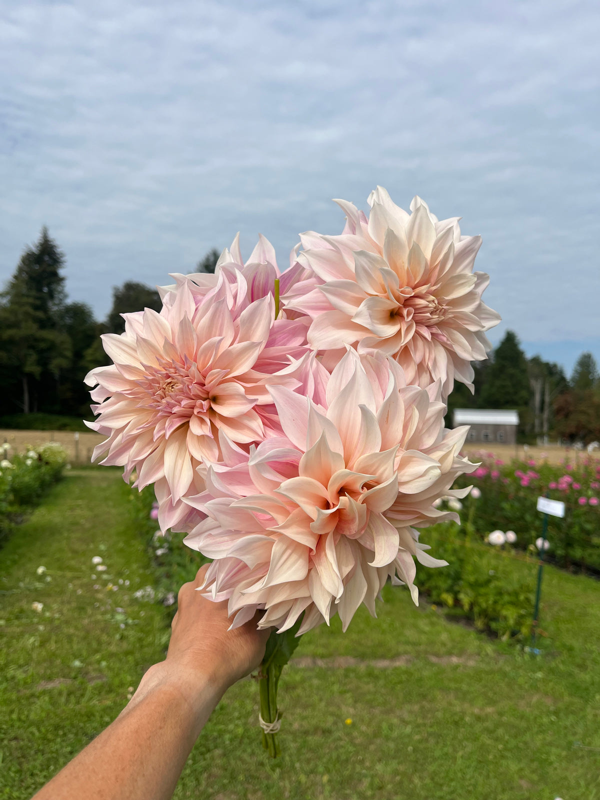 Cafe au lait dahlia tuber