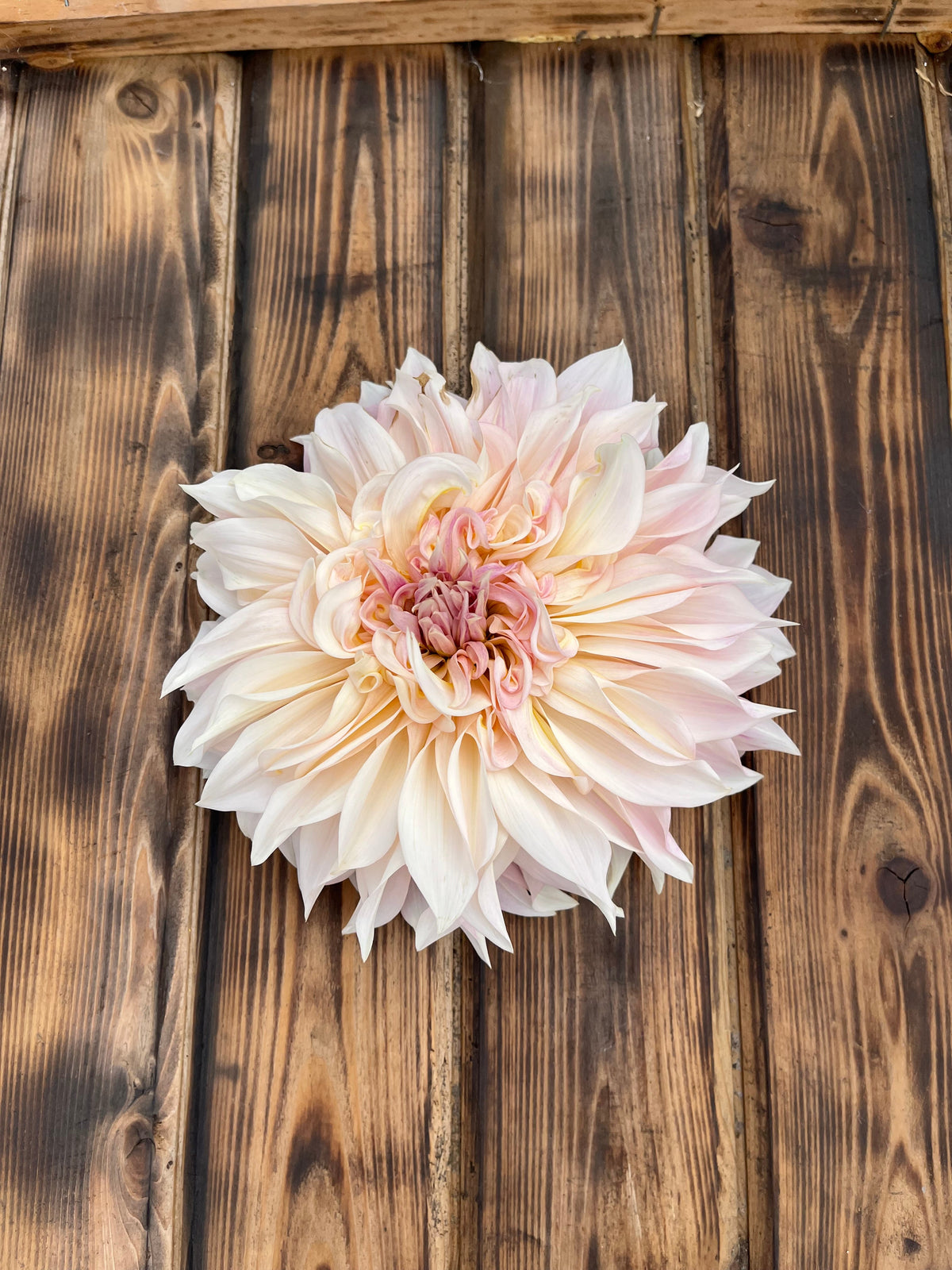 Cafe au lait dahlia flower, another view of the bloom