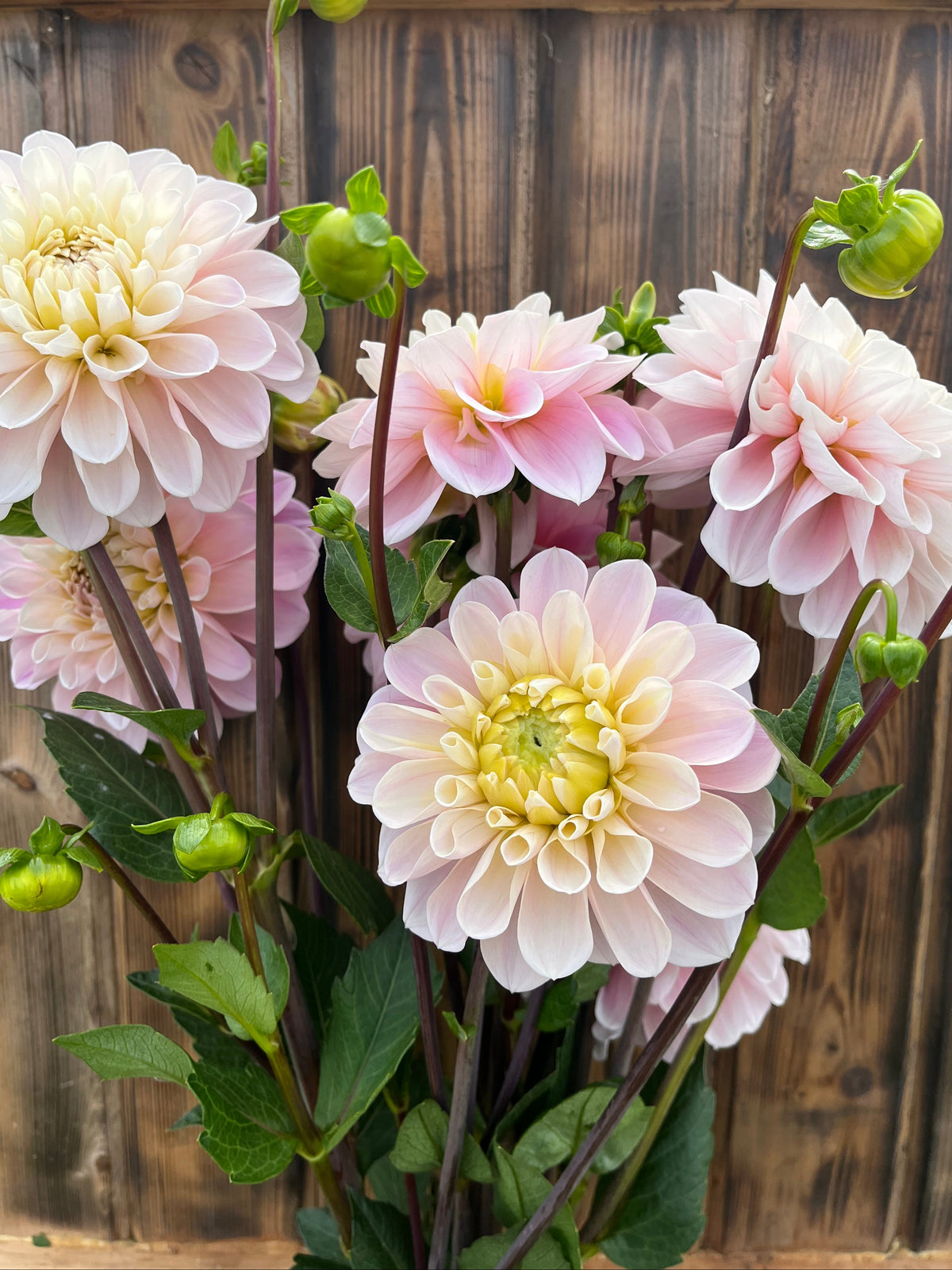 Sweet Nathalie dahlia bloom, alternate view