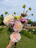Sweet Nathalie dahlia tuber