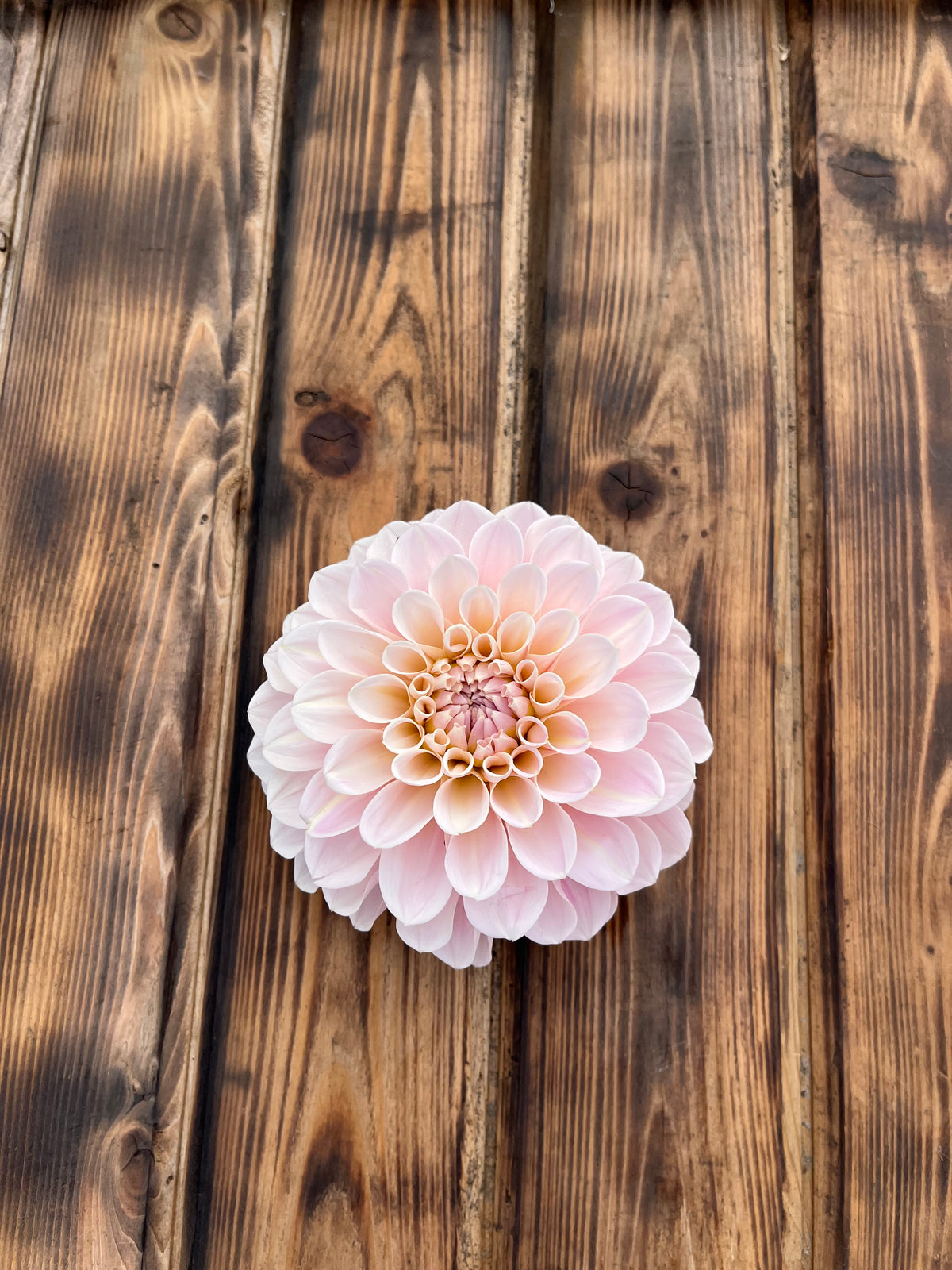 Sweet Nathalie dahlia flower, another view of the bloom