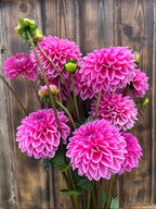 Pink Sylvia dahlia bloom, alternate view