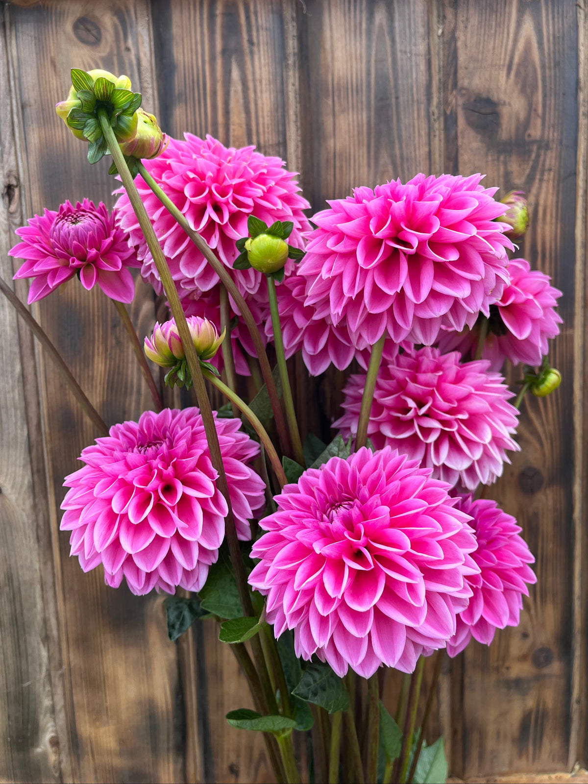 Pink Sylvia dahlia bloom, alternate view