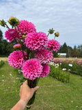 Pink Sylvia dahlia tuber