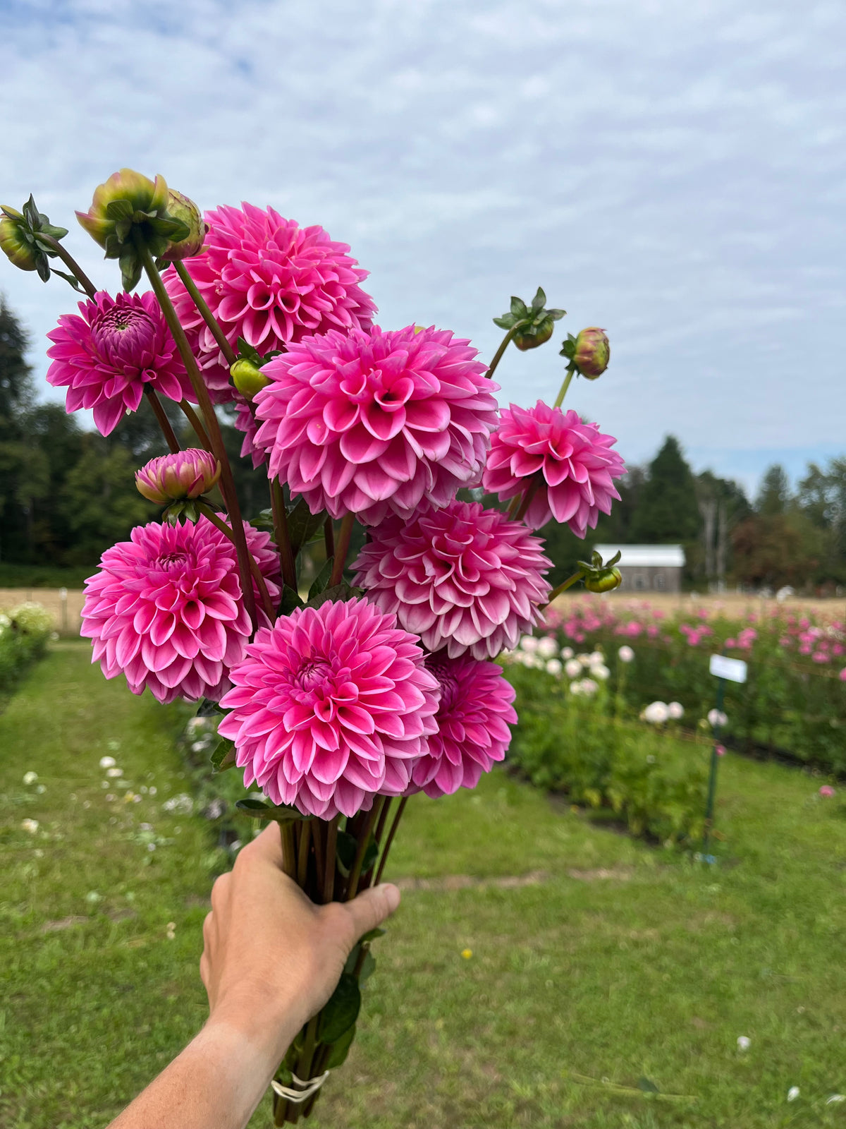 Pink Sylvia dahlia tuber