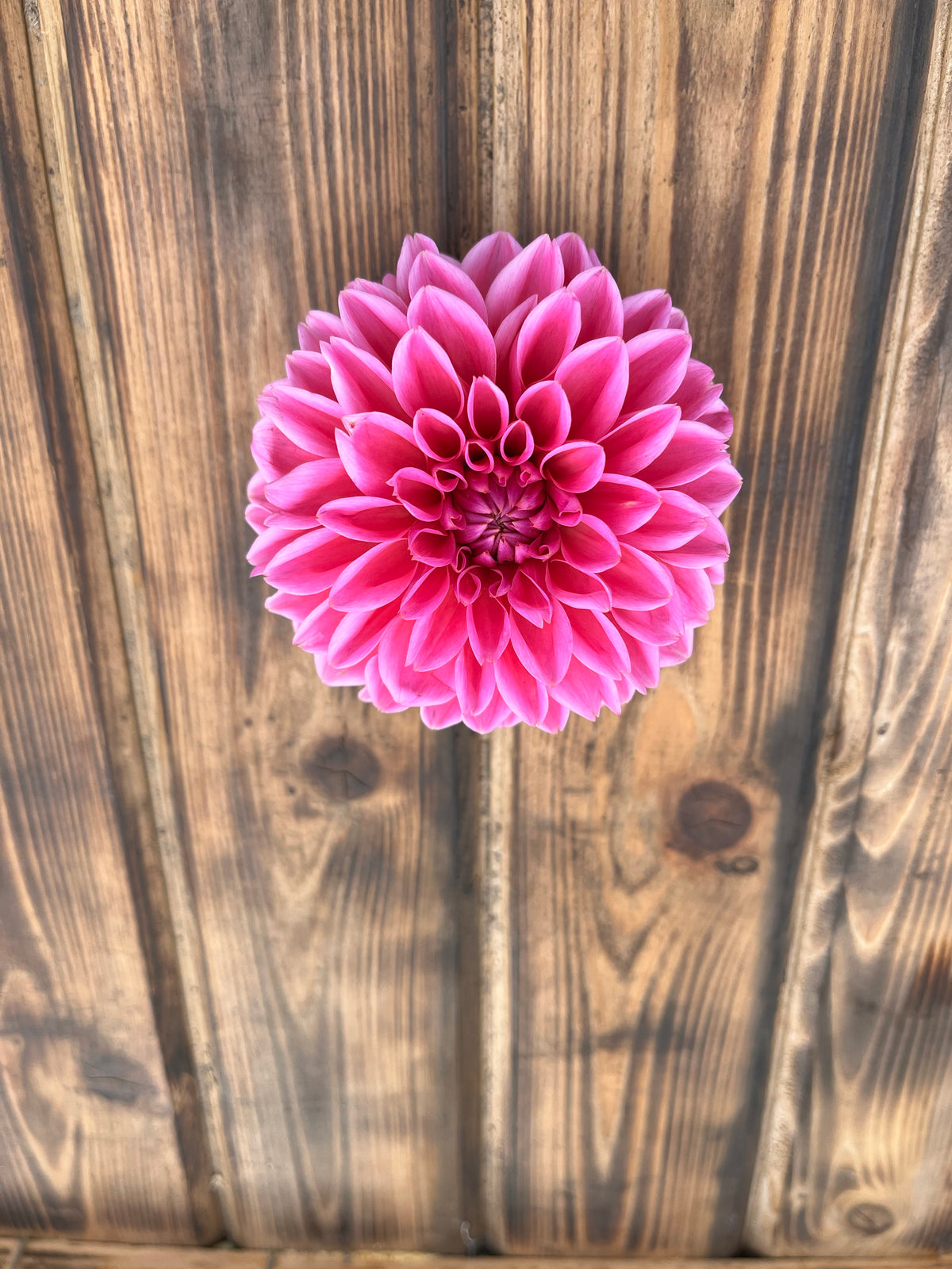 Pink Sylvia dahlia flower, another view of the bloom