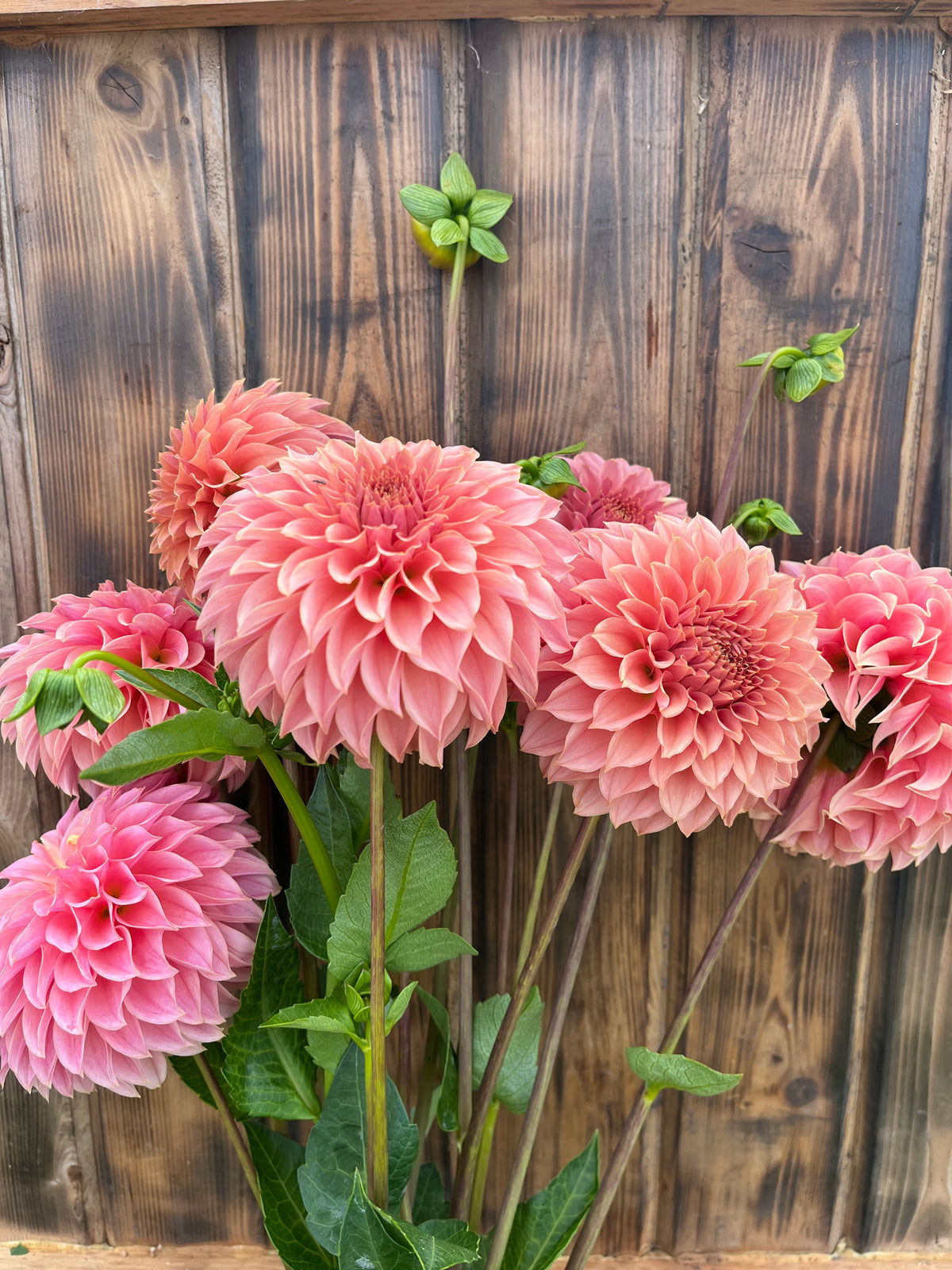 KA's™ Coral Sea dahlia bloom, alternate view