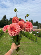 KA's™ Coral Sea dahlia tuber