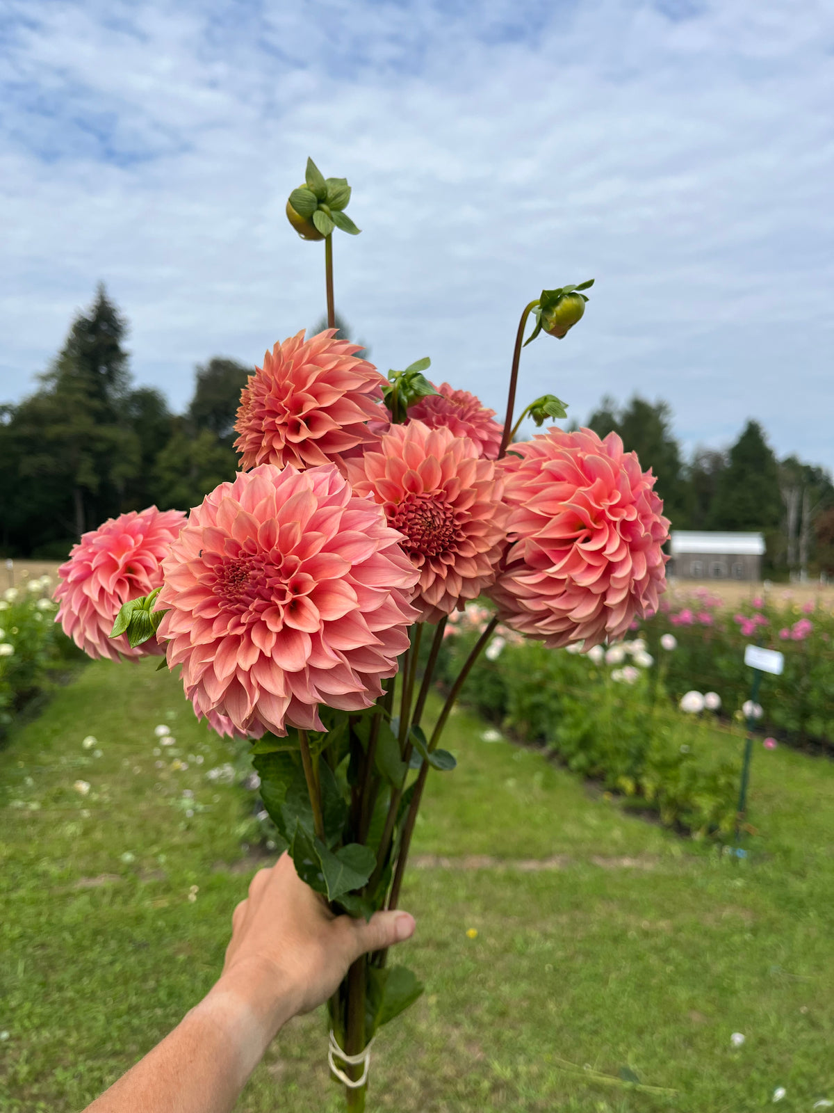 KA's™ Coral Sea dahlia tuber