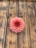KA's™ Coral Sea dahlia flower, another view of the bloom