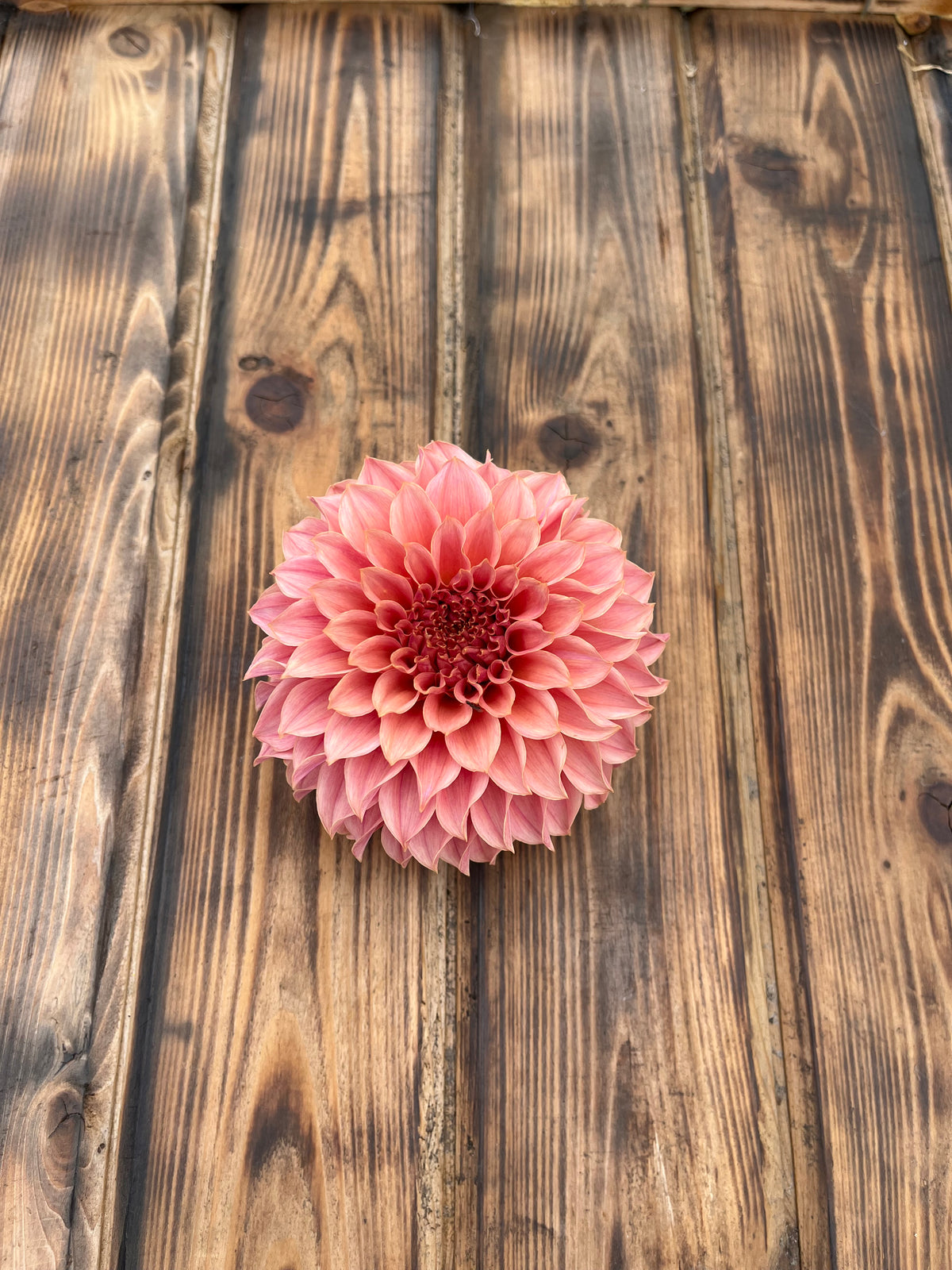 KA's™ Coral Sea dahlia flower, another view of the bloom
