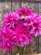 I'm A Hottie dahlia bloom, alternate view