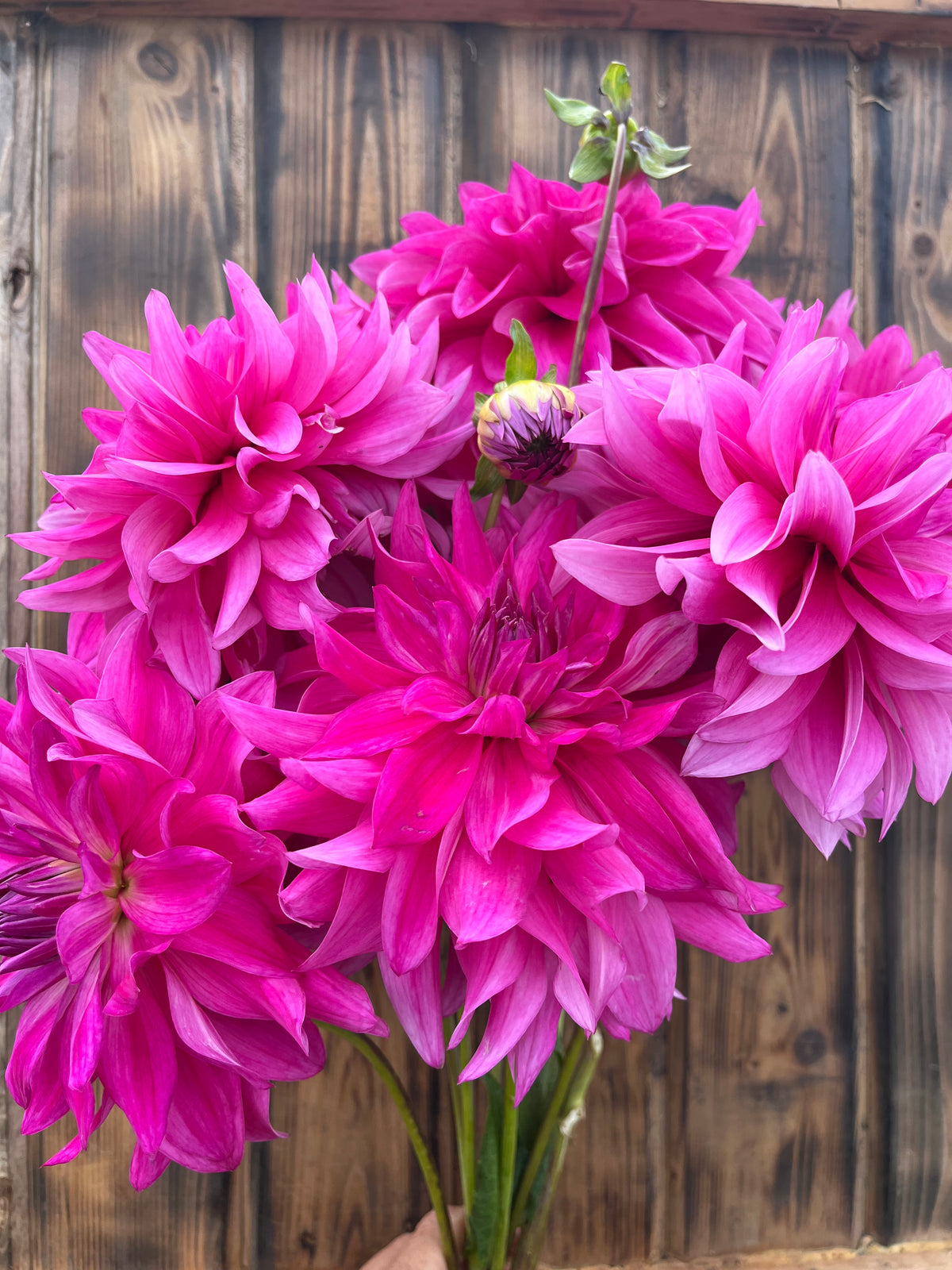 I'm A Hottie dahlia bloom, alternate view