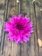 I'm A Hottie dahlia flower, another view of the bloom