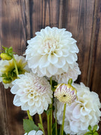 Irish Ruffles dahlia bloom, alternate view