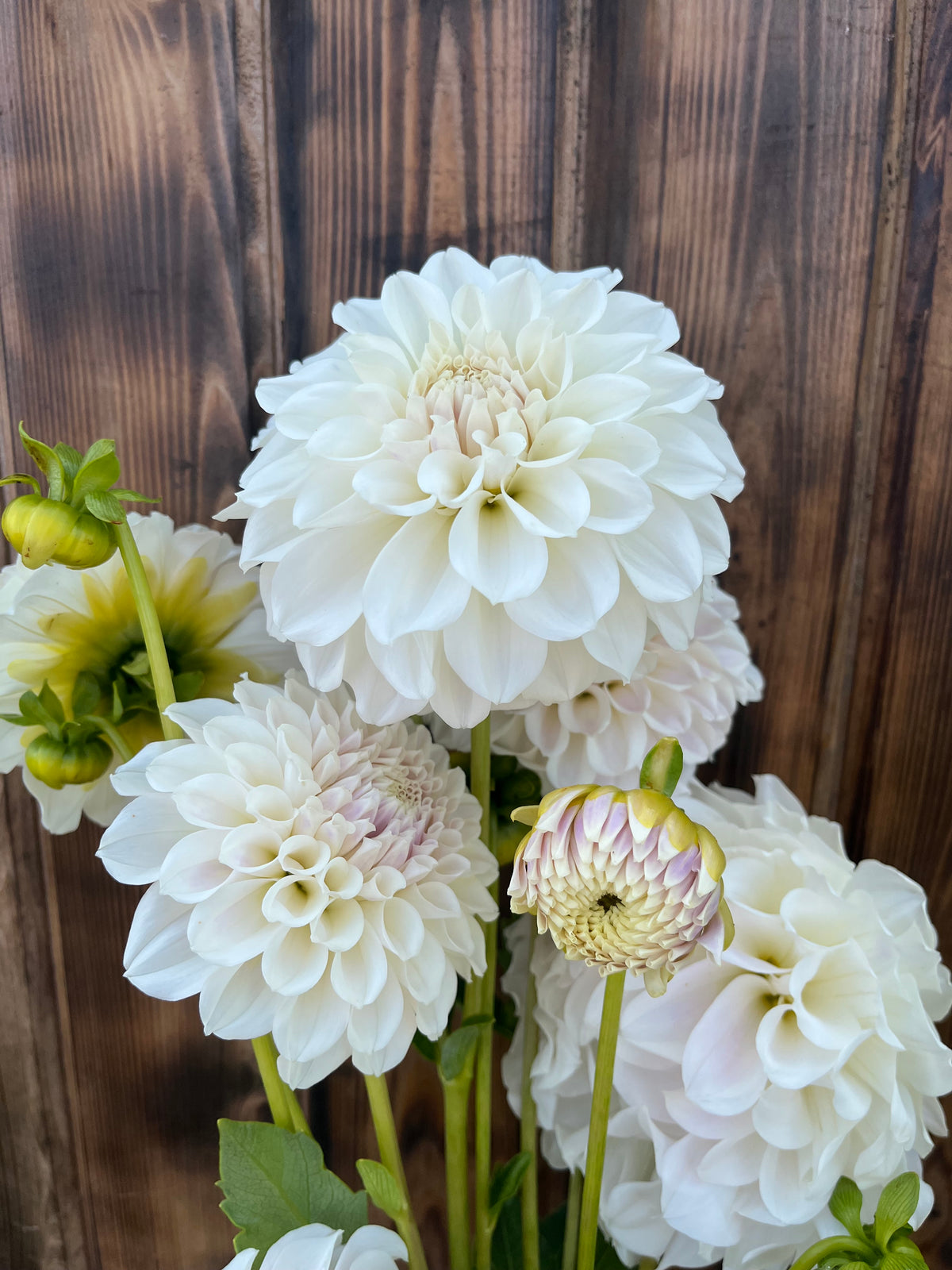 Irish Ruffles dahlia bloom, alternate view