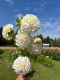 Irish Ruffles dahlia tuber