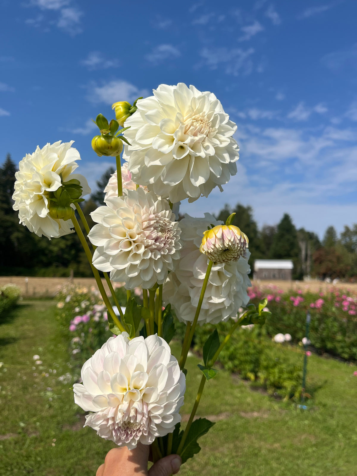 Irish Ruffles dahlia tuber