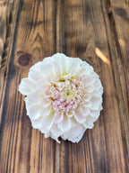 Irish Ruffles dahlia flower, another view of the bloom