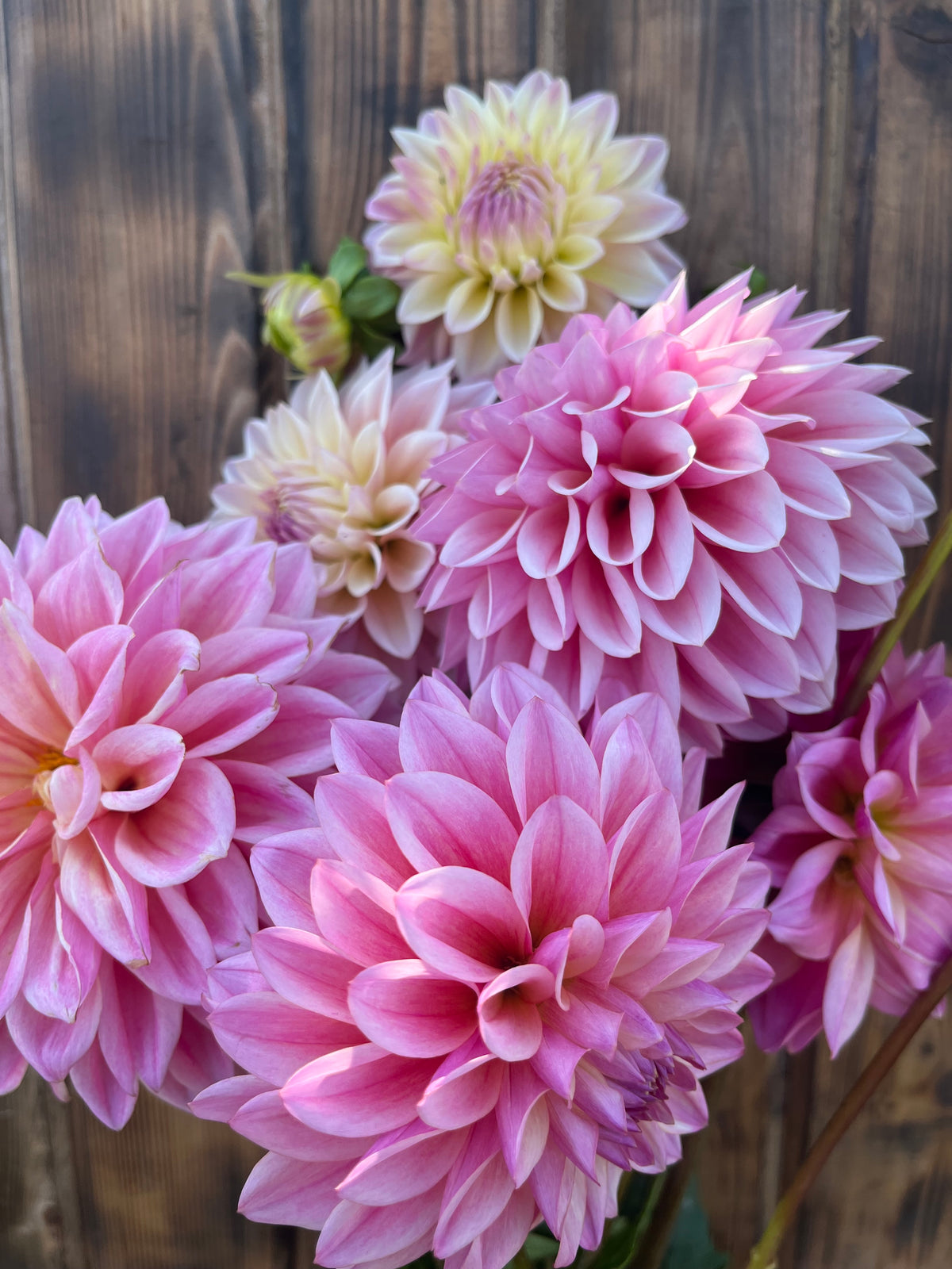 Coralie dahlia bloom, alternate view