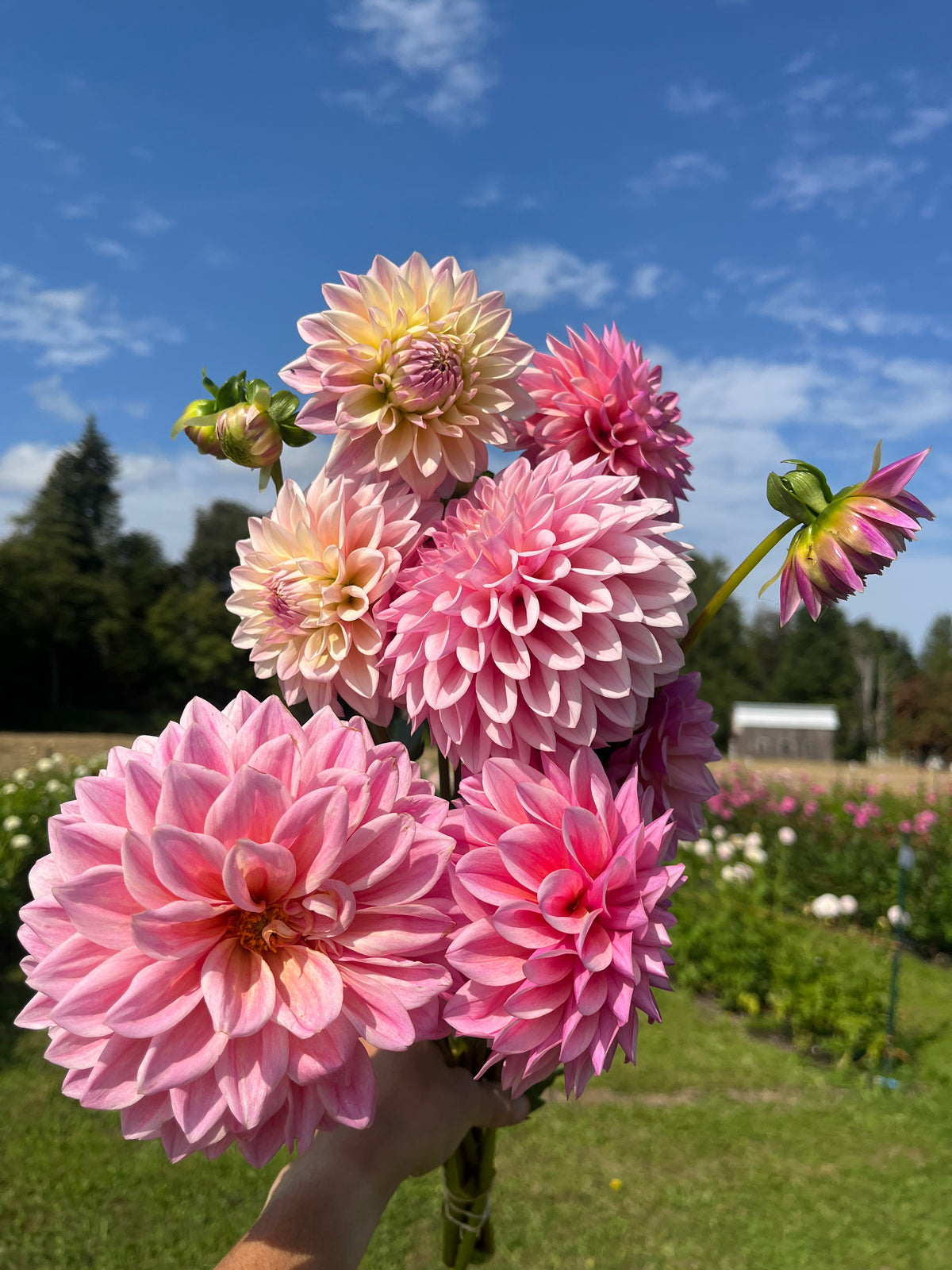 Coralie dahlia tuber