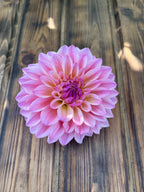 Coralie dahlia flower, another view of the bloom