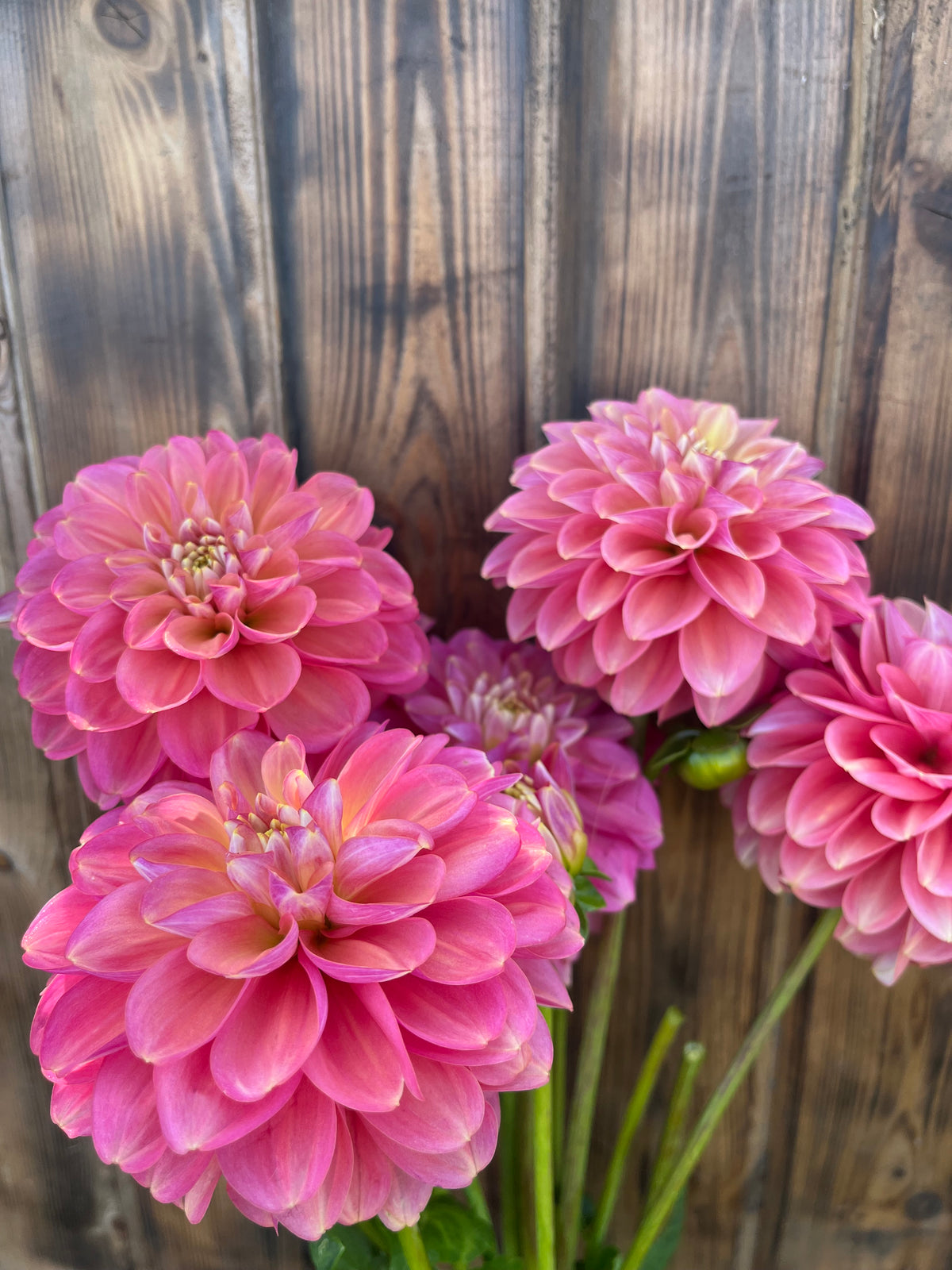 Milena Fleur dahlia bloom, alternate view