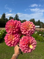 Milena Fleur dahlia tuber