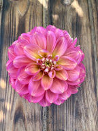 Milena Fleur dahlia flower, another view of the bloom