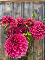 KA's™ Rosie Jo dahlia bloom, alternate view