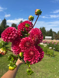 KA's™ Rosie Jo dahlia tuber