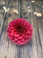 KA's™ Rosie Jo dahlia flower, another view of the bloom