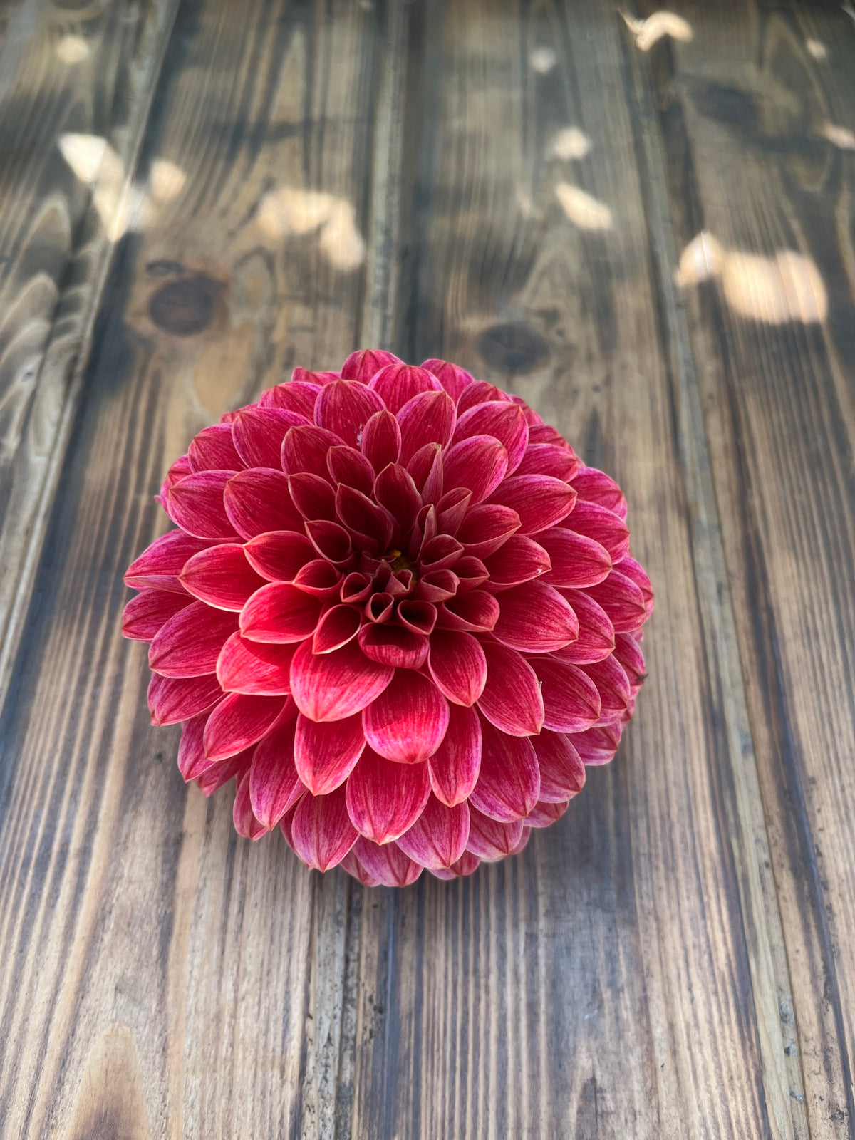 KA's™ Rosie Jo dahlia flower, another view of the bloom