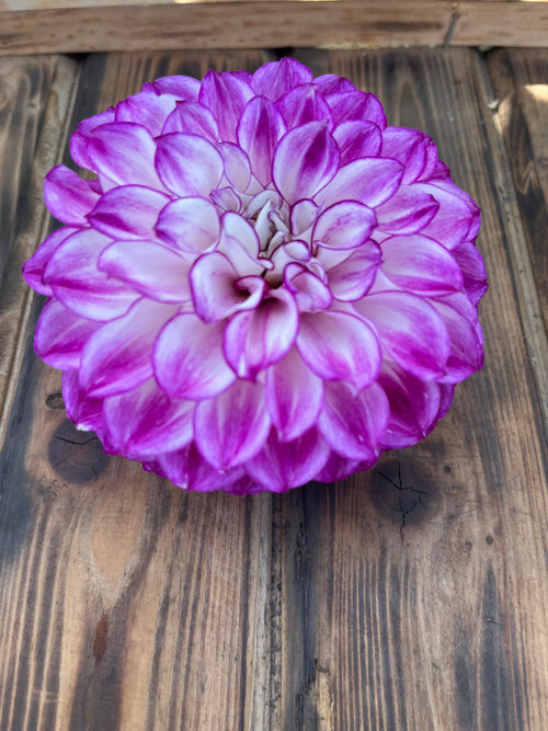 AC Devin dahlia bloom, alternate view