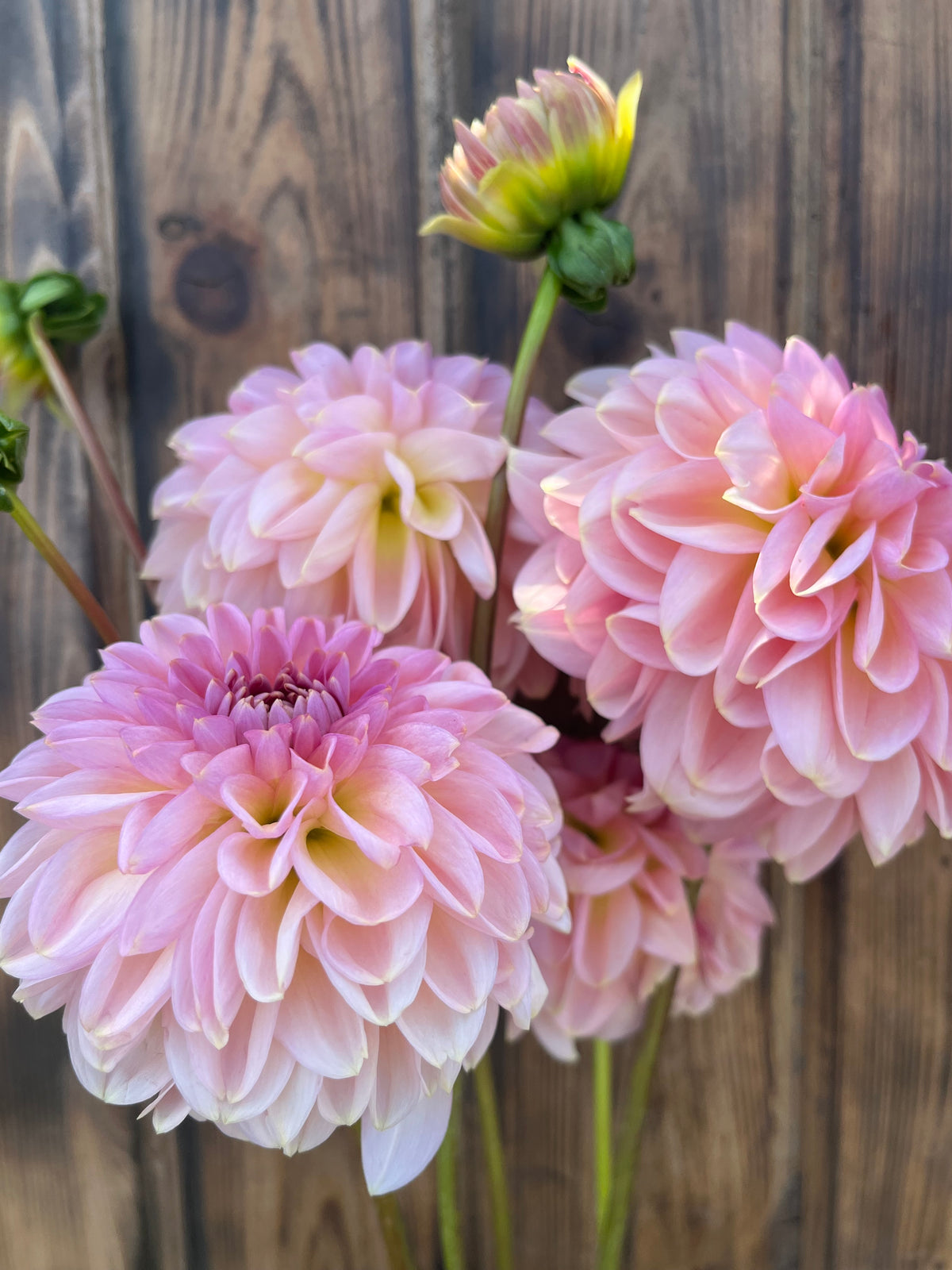 Cupcake -Limit 1 dahlia bloom, alternate view