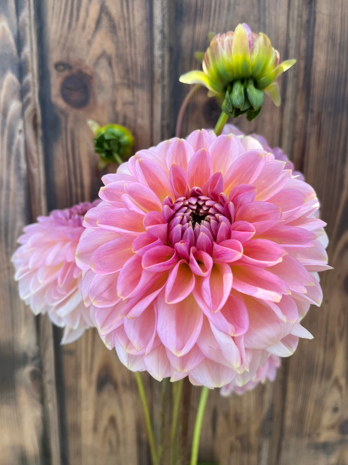 Cupcake -Limit 1 dahlia flower, another view of the bloom